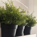Enol Onís